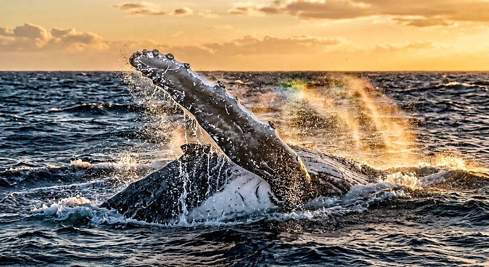 Illustration — La nageoire de la baleine à bosse
